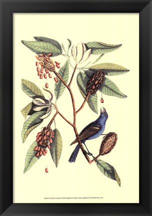 Framed Blew Grosbeak Print