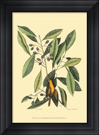 Framed Carolina Laurus Print