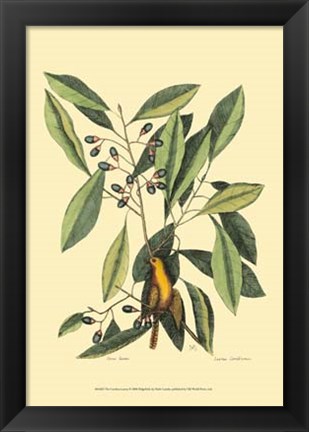 Framed Carolina Laurus Print