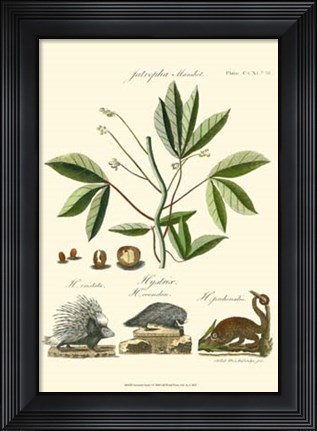 Framed Naturalist Study I Print