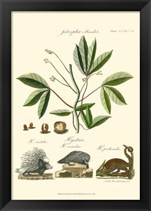 Framed Naturalist Study I Print