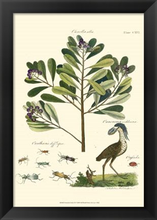 Framed Naturalist Study II Print