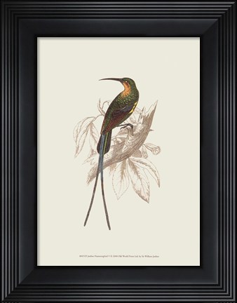 Framed Hummingbird V Print