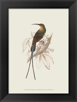 Framed Hummingbird V Print