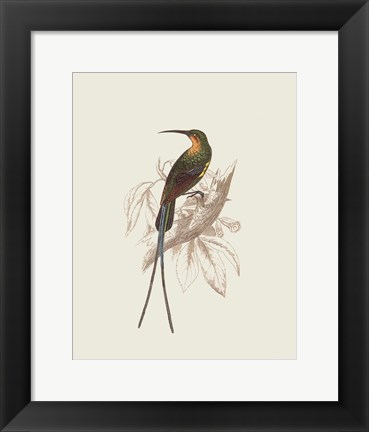 Framed Hummingbird V Print