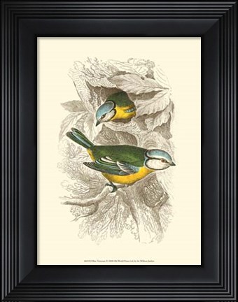Framed Blue Titmouse Print