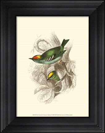 Framed Fire-Crowned and Common Goldcrest Print