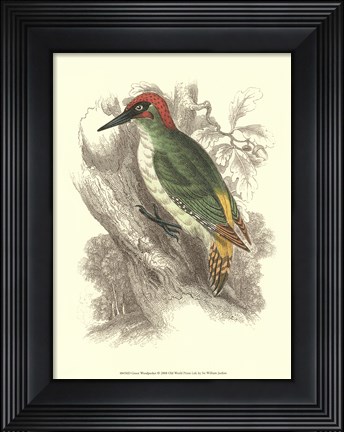 Framed Green Woodpecker Print