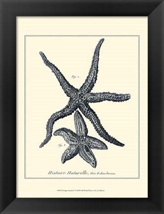 Framed Indigo Starfish I Print