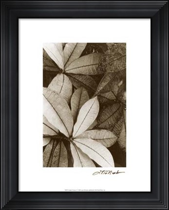 Framed Garden Textures I Print