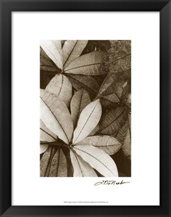 Framed Garden Textures I Print