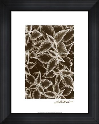 Framed Garden Textures III Print