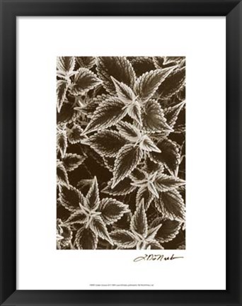 Framed Garden Textures III Print