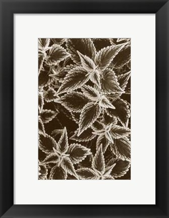 Framed Garden Textures III Print
