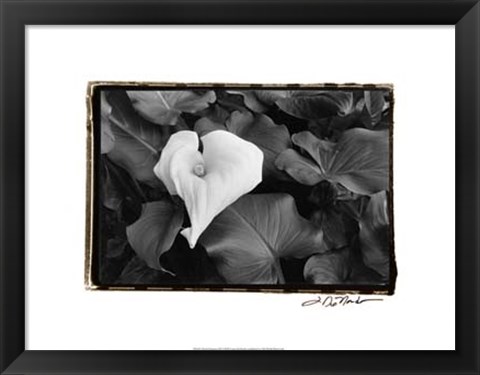 Framed Floral Elegance III Print