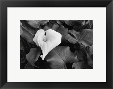 Framed Floral Elegance III Print