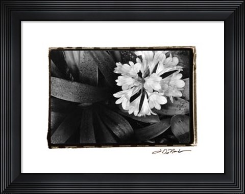 Framed Floral Elegance IV Print