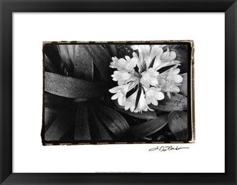 Framed Floral Elegance IV Print