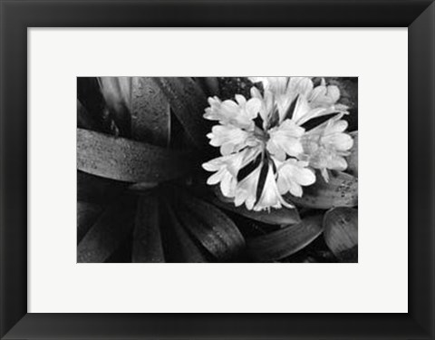 Framed Floral Elegance IV Print