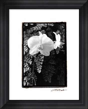 Framed Striking Orchids I Print
