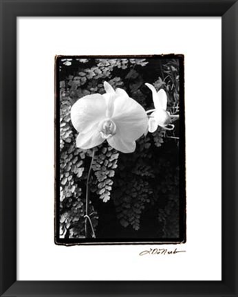Framed Striking Orchids I Print