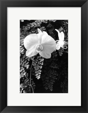 Framed Striking Orchids I Print
