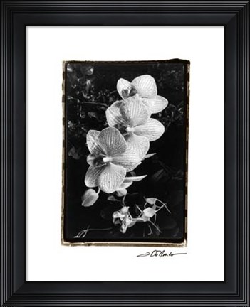 Framed Striking Orchids II Print