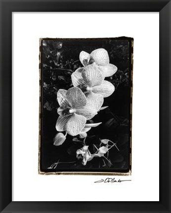Framed Striking Orchids II Print