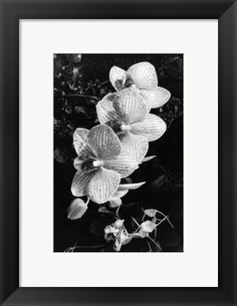 Framed Striking Orchids II Print