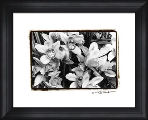 Framed Striking Orchids III Print