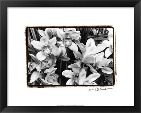 Framed Striking Orchids III Print