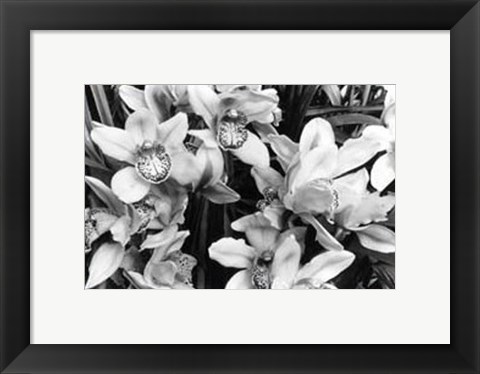 Framed Striking Orchids III Print