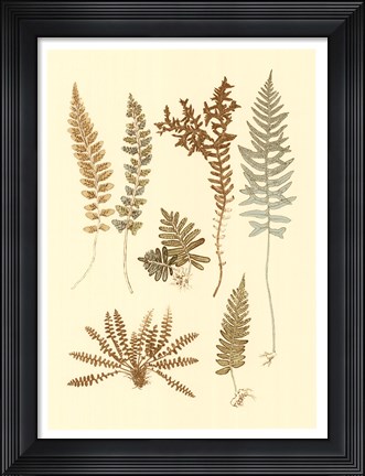 Framed Fern Impressions I Print