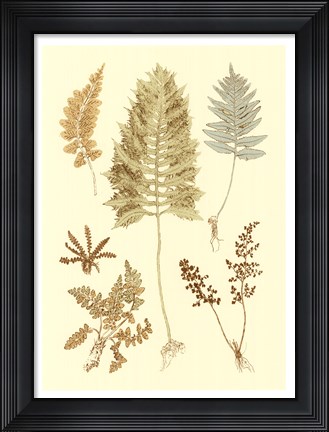 Framed Fern Impressions II Print