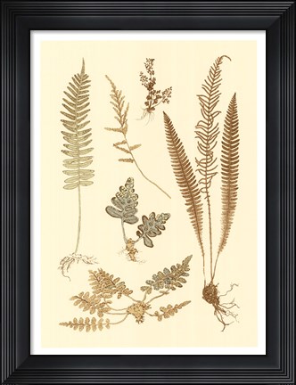 Framed Fern Impressions III Print