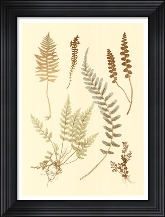 Framed Fern Impressions IV Print