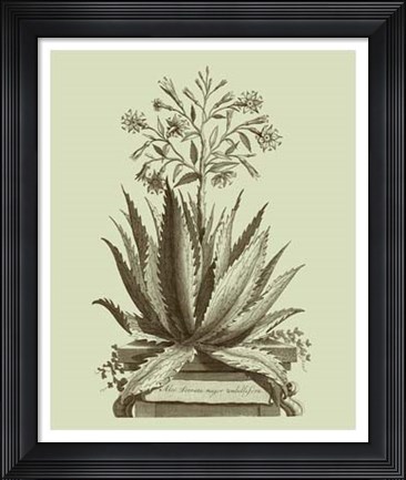 Framed Vintage Aloe I Print