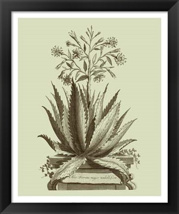 Framed Vintage Aloe I Print