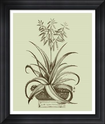 Framed Vintage Aloe II Print