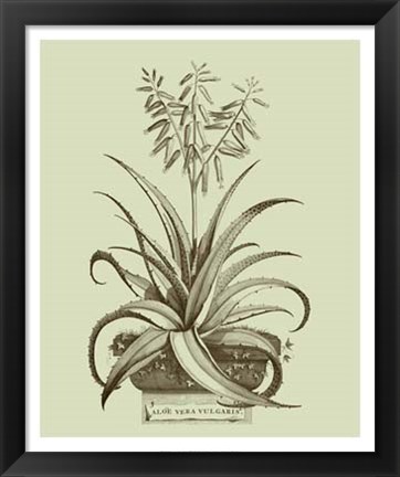 Framed Vintage Aloe II Print