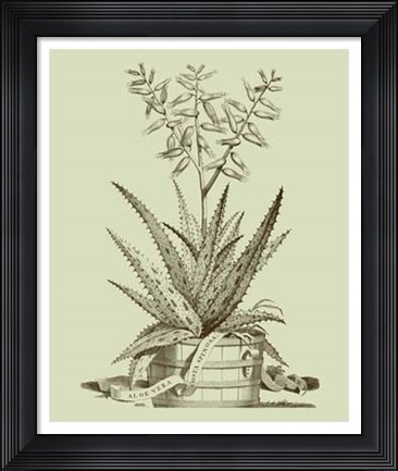 Framed Vintage Aloe III Print