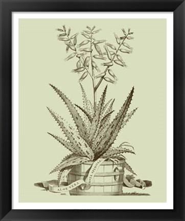 Framed Vintage Aloe III Print