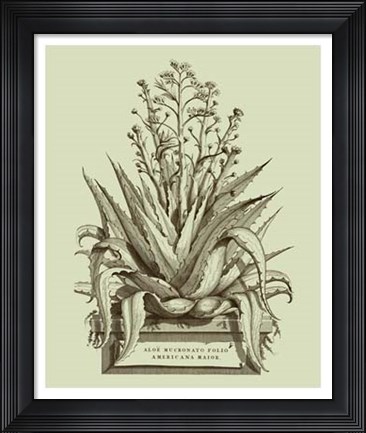 Framed Vintage Aloe IV Print