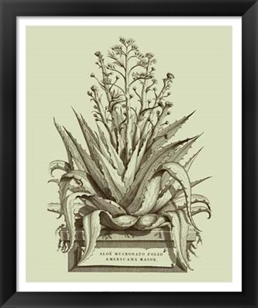 Framed Vintage Aloe IV Print