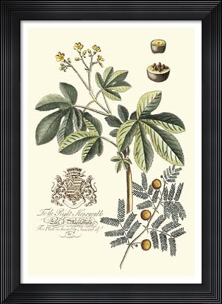Framed Imperial Foliage I Print