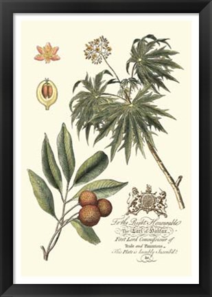 Framed Imperial Foliage II Print