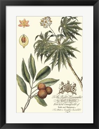 Framed Imperial Foliage II Print