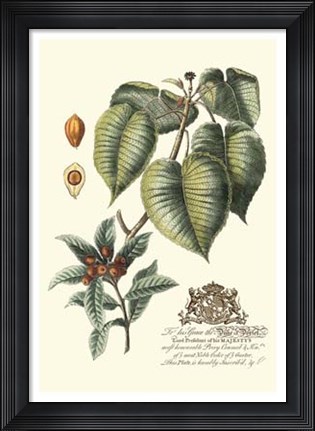Framed Imperial Foliage III Print