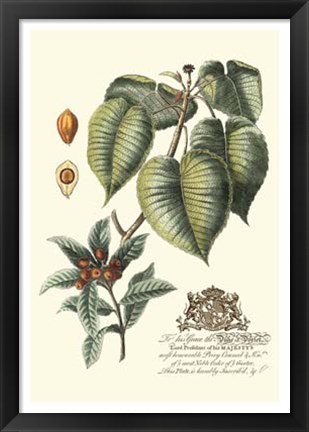 Framed Imperial Foliage III Print