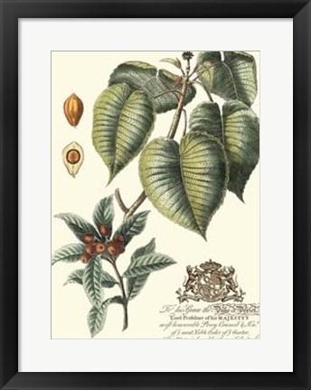 Framed Imperial Foliage III Print